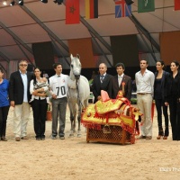 Marocco 2010 - Champion stallion Sandhiran